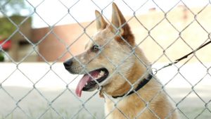 What are the benefits of using a portable dog fence? 