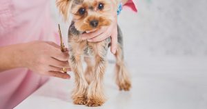 Incredible benefits of grooming your pet