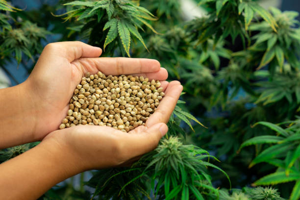 Cannabis Seeds for Athletes: Recovery and Relaxation Benefits